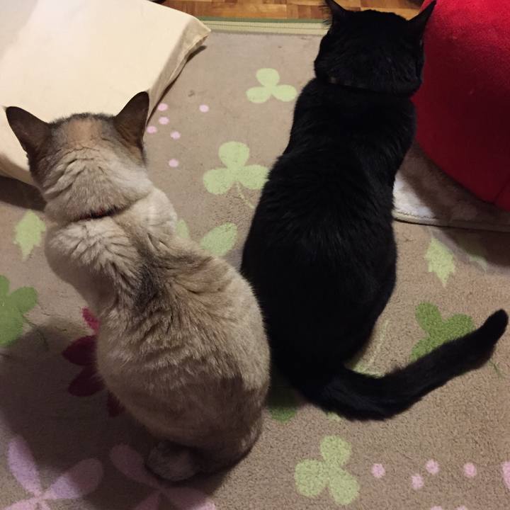 771fdd6f 7adb 43d9 a8cd faa1111455ed 1527597213794