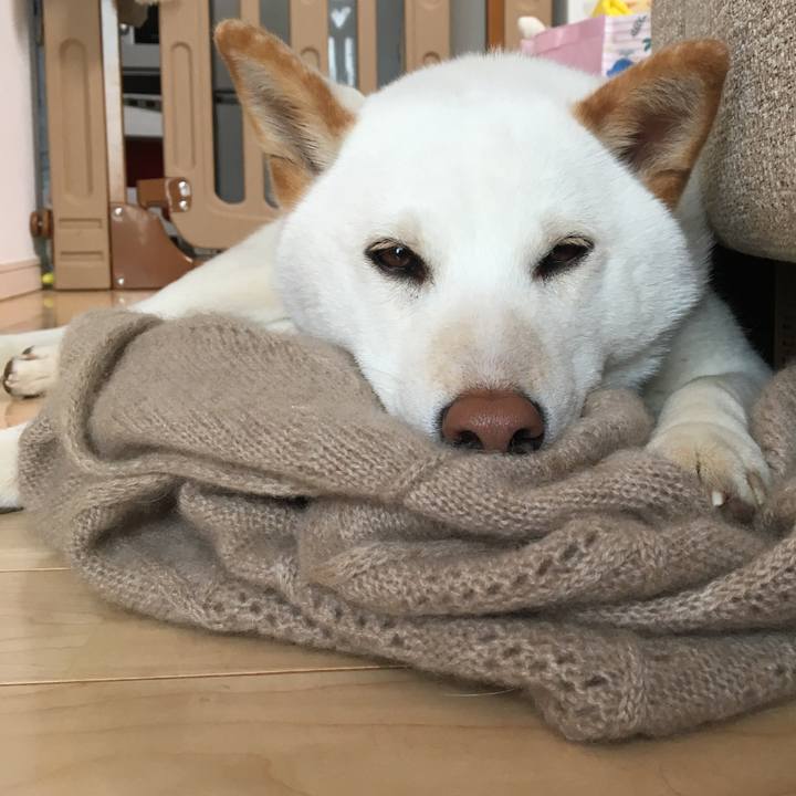 772185b6 50ad 4b45 bbbf fb1f6246e2df 1552381705268