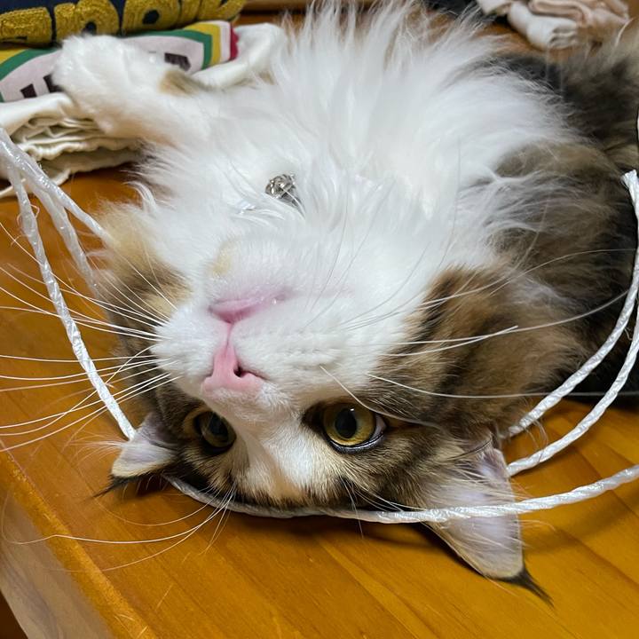 772194ab 8206 4d22 bace 330859dbcd7f 1641978422781