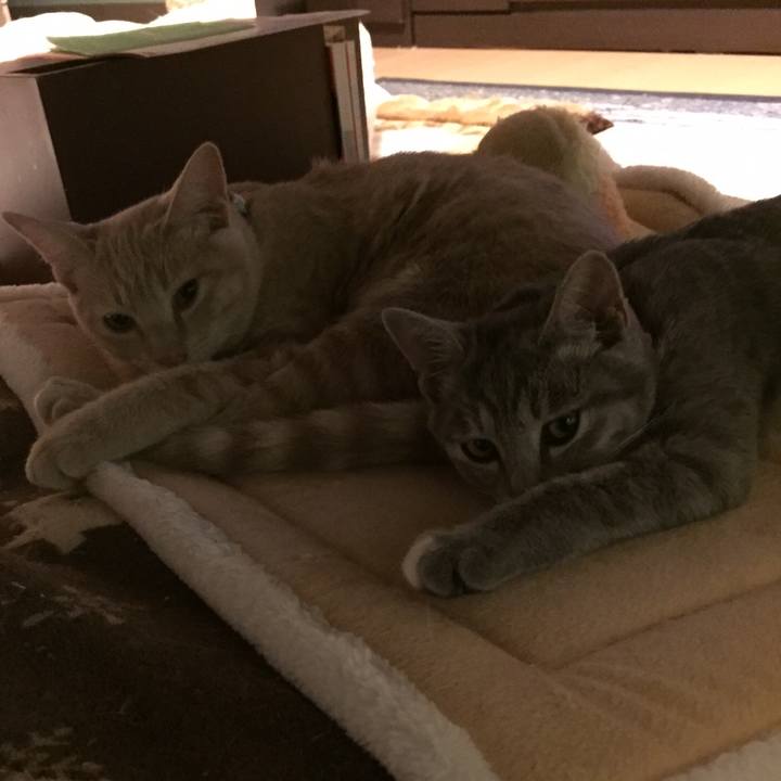 77238f3c e04c 4762 9bde 9cad2a3d0cc4 1539956932827