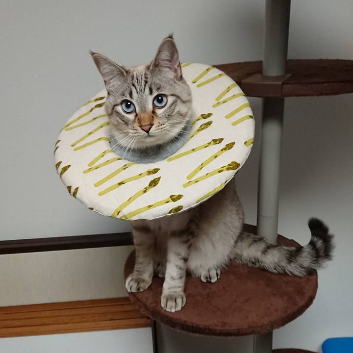 77270fe7 ee65 47d7 9397 6ec8f94fc6af 1515415687614