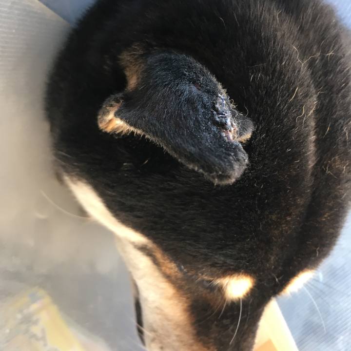 7728395a 489c 4313 b8dc 20c456dbbd45 1599263733867