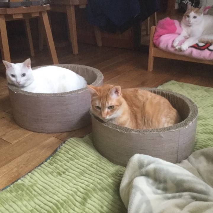 772aa4bf af7a 4f90 b99d c092a3b8aa75 1550305285955