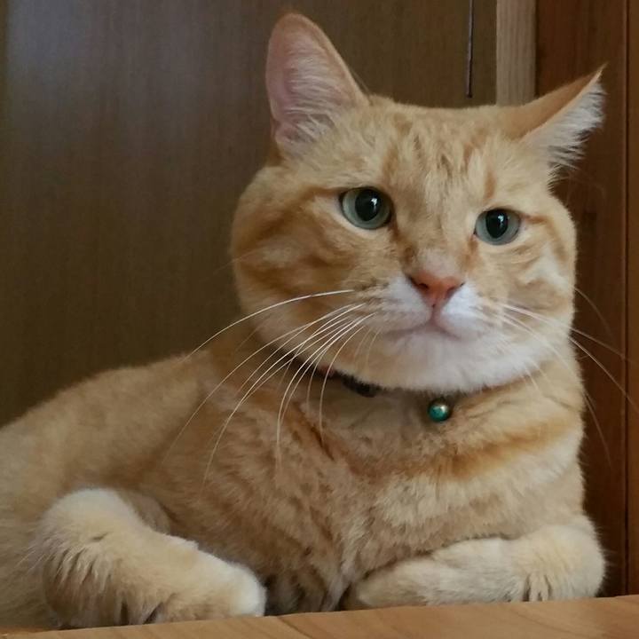 772e46ca 603a 4e93 8612 368d25e580b1 1539562933426