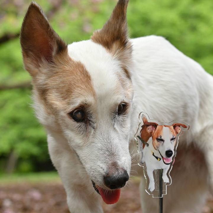 772e6ca9 d348 48f2 81bb 5c0ac231d715 1776431069812