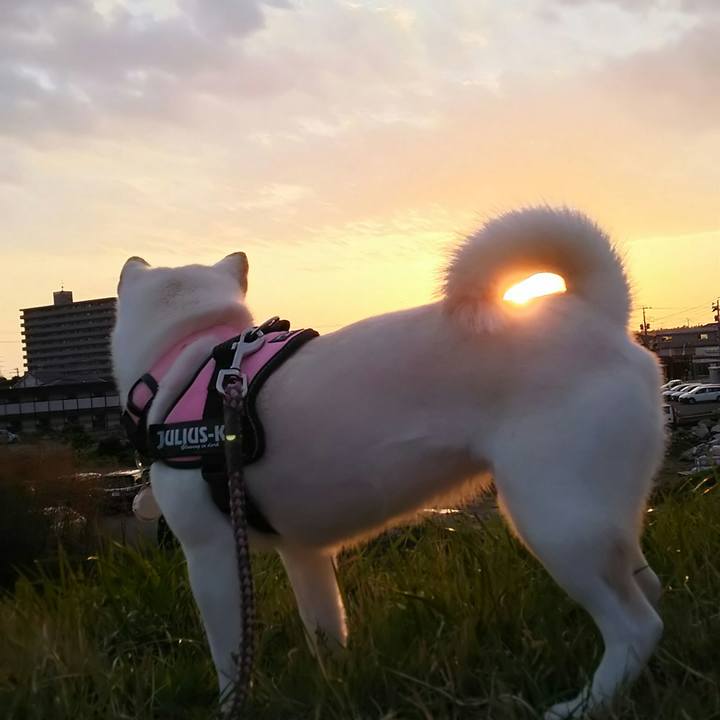 772f1b1f 5cdc 468a b7c0 7602a6f470ab 1523526151136