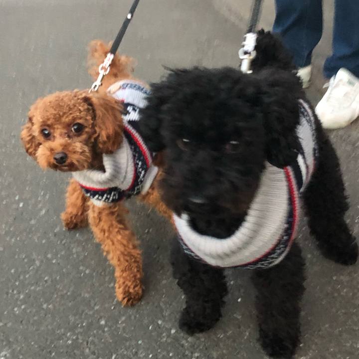 7730cddc ad79 4df0 9d1d cdffe40fdc15 1511735792749