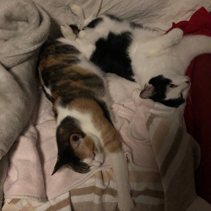 77338d72 f29b 4122 97f1 c26d23699071 1603886875364