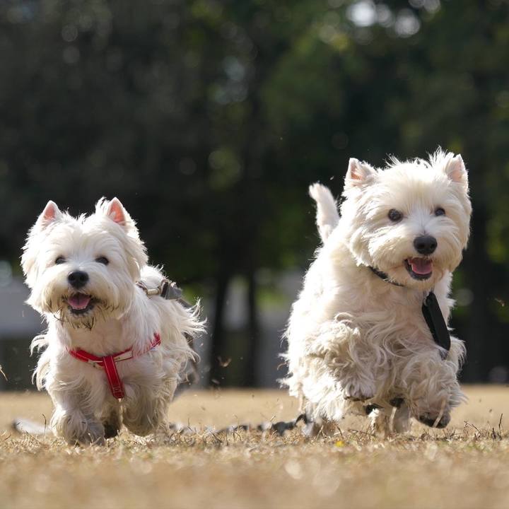 77344210 2205 46fc 94de 6722f639c652 1514555108594