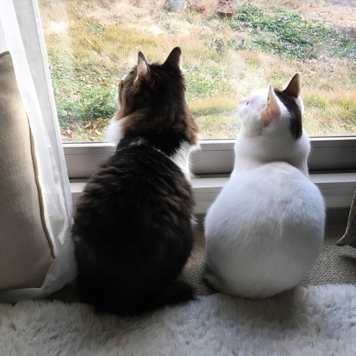 7734e8de e281 4aac b85f a5de8d7dad05 1544770905802