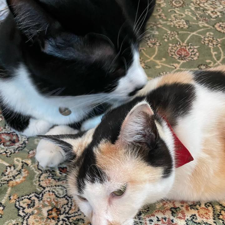 7735c480 86d1 4e26 8a5c 25bf91f252cb 1721899038385