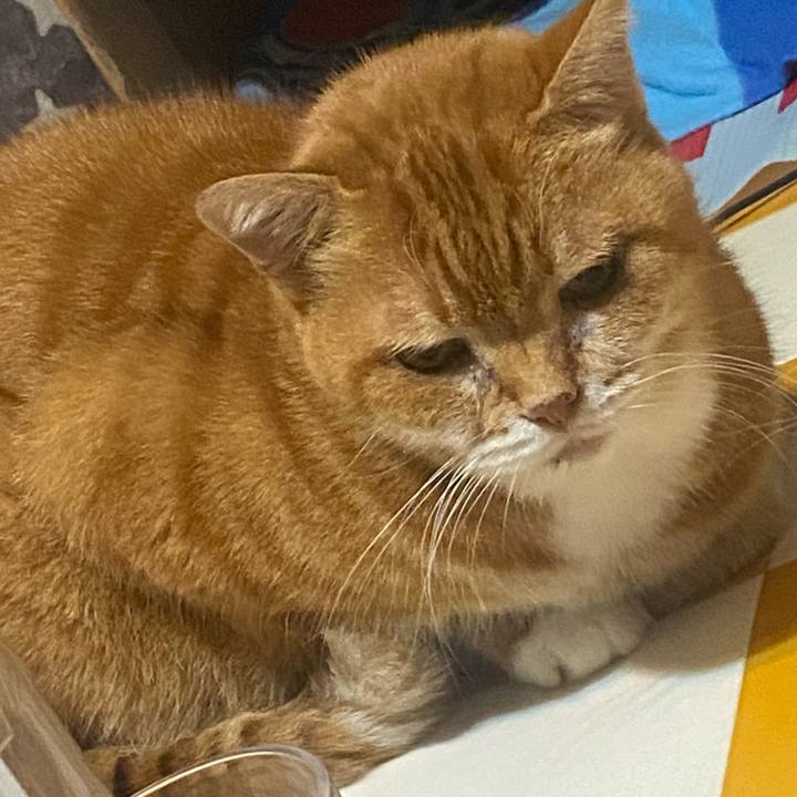 77370fd2 0e53 4993 87ad 33d428bd6ba8 1728656575442