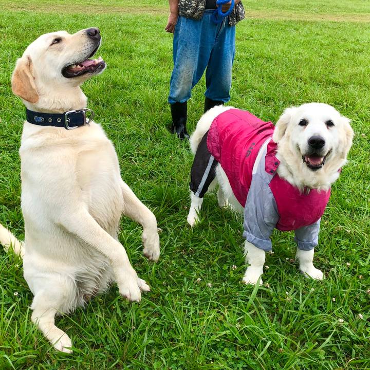 77444ce2 8585 4b13 85f9 9d2d2d30c4c0 1530916717159