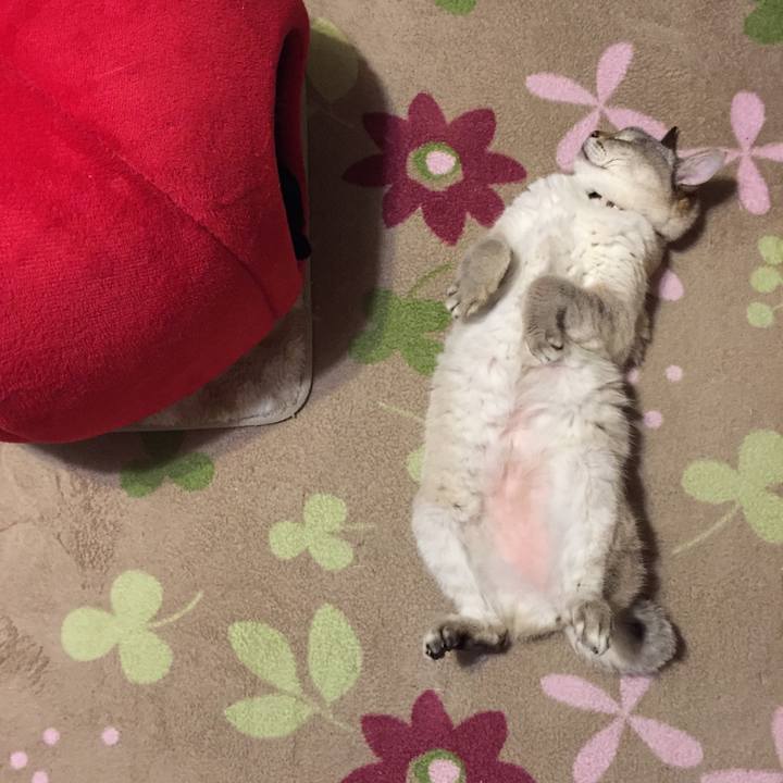 7744d490 8521 4dc7 b573 8382f68bf792 1525602015478