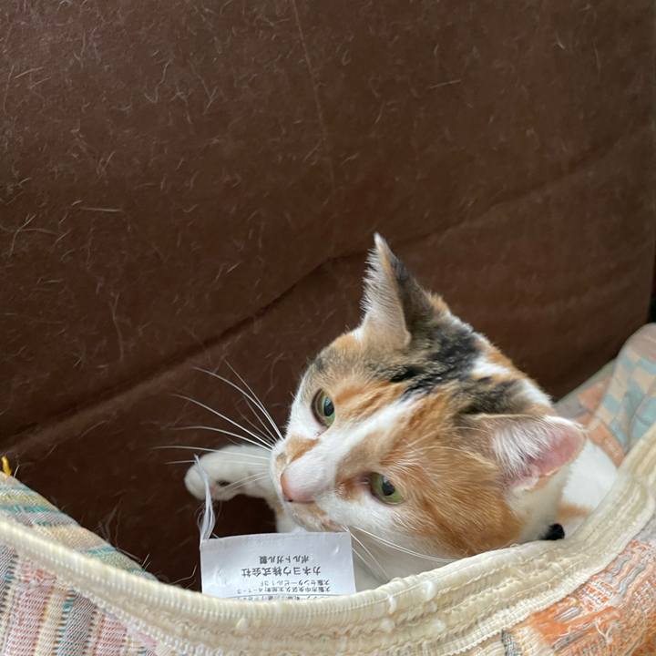 77453965 0064 48f8 b2b6 6fedf16e0313 1681256117605