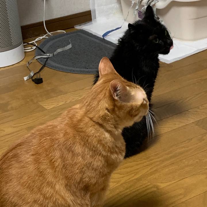 77493614 4d06 4aa3 b5c1 ec85fbc23dd8 1599049994399