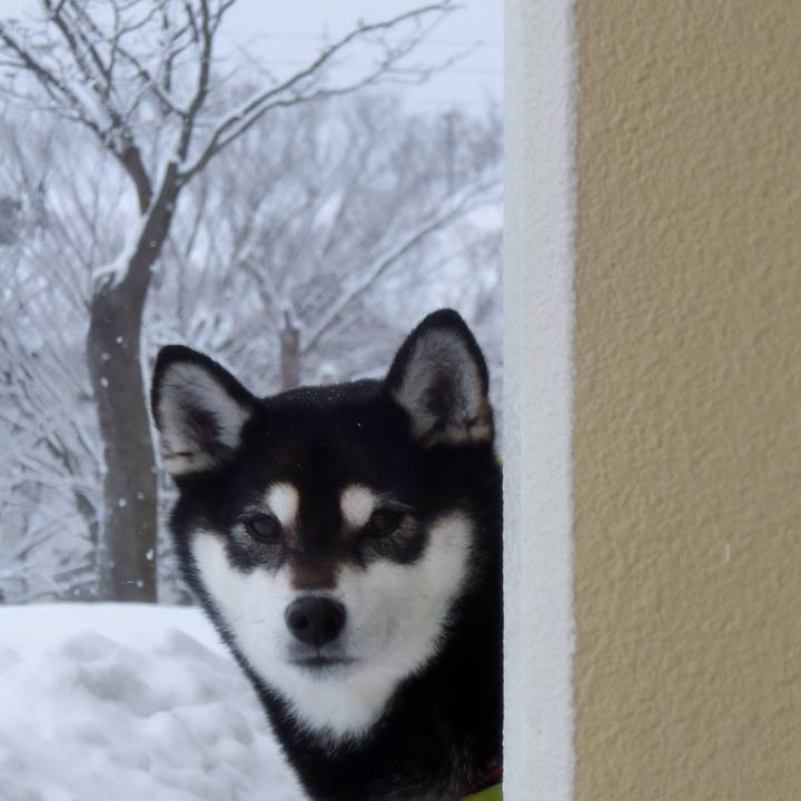 77494b49 eaba 472b b195 0d41fb6c8470 1519342624706