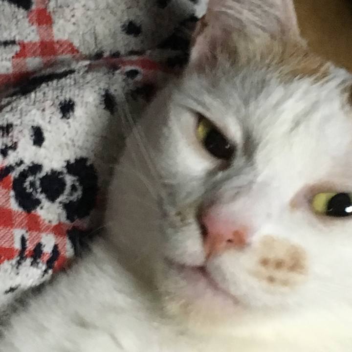 774a1d24 09e2 49ee a553 104fe6b87954 1564407100060