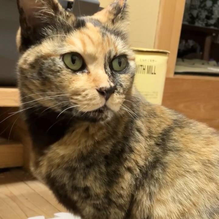 774a6186 5cab 46e5 8451 1a29da251cbb 1732958892275