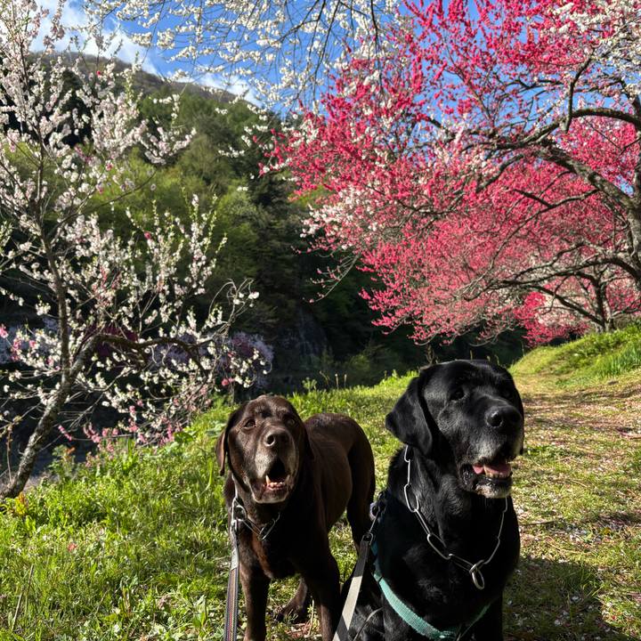 774c21f8 f9a3 411a 81ca 1980a274e53f 1776945276096