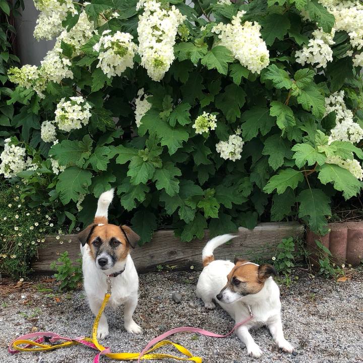 774d4774 3982 40b2 9c30 c539f274211b 1560047044032