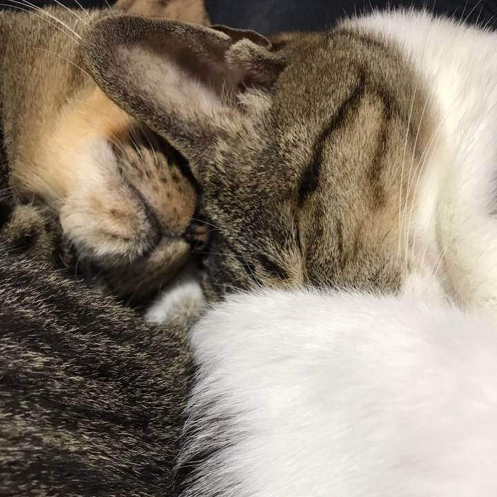 774dc26f 0d74 4c1e 9a97 03deb6e9064d 1510450526487