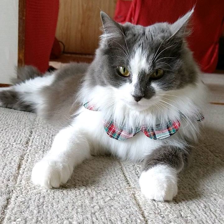 774edcd3 d480 47e5 a21f cae7658f0dc3 1585466932265