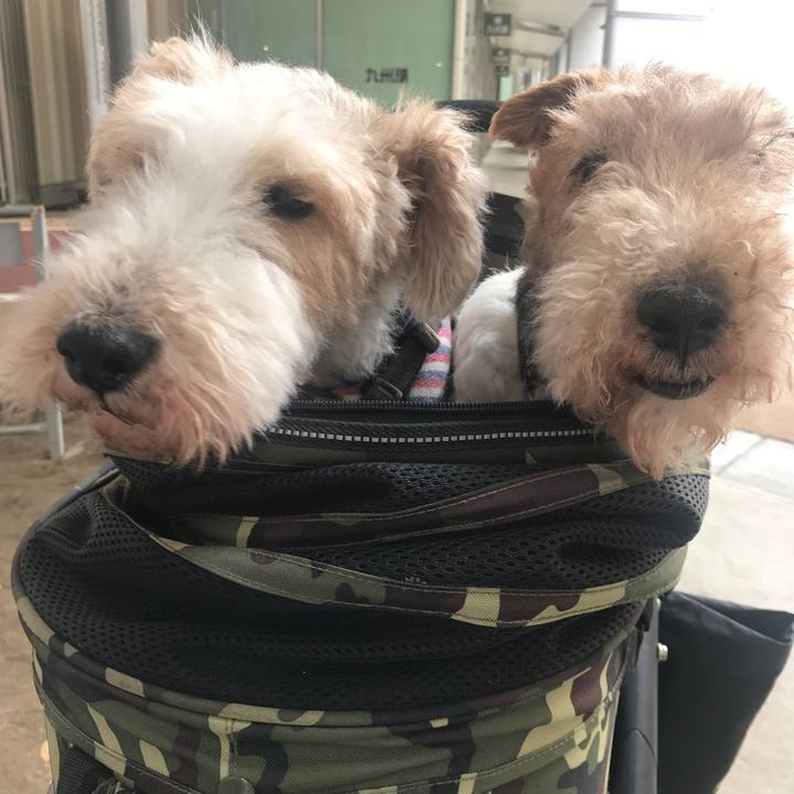 774f1509 b7ae 423d bb04 c14832fc75ac 1525325384401