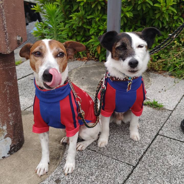 774f47a4 b33a 4424 86dc ed00bd503852 1747605379905