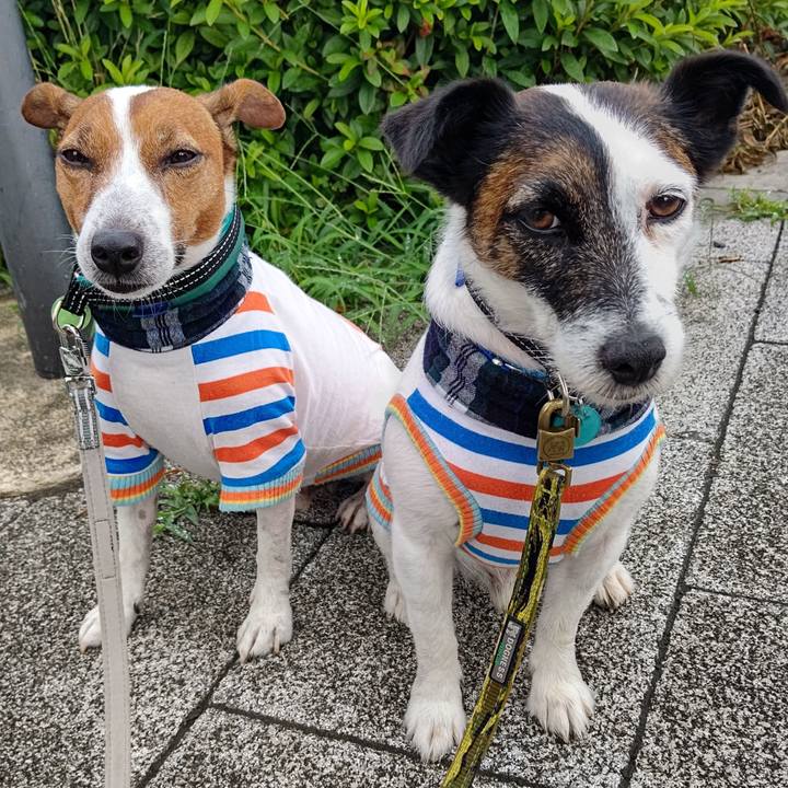 774f62ba 9ff3 478d 979e 1f42f5943764 1688599813277