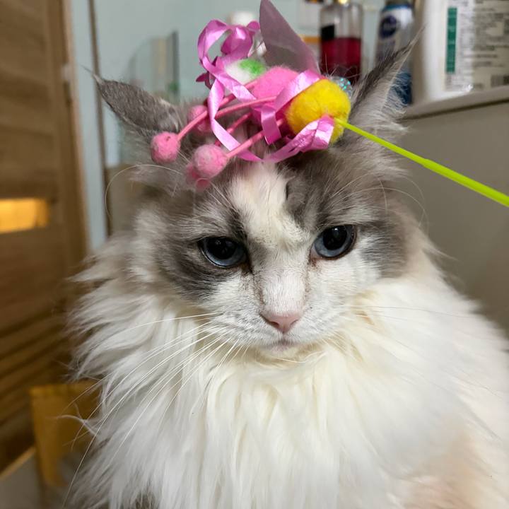 77530ac3 036f 4942 8605 968bc821fb17 1770811541868