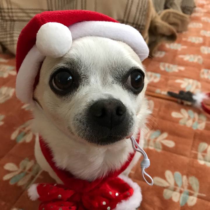 775346cd 77b6 485f 8245 8380f26e6386 1514074117834