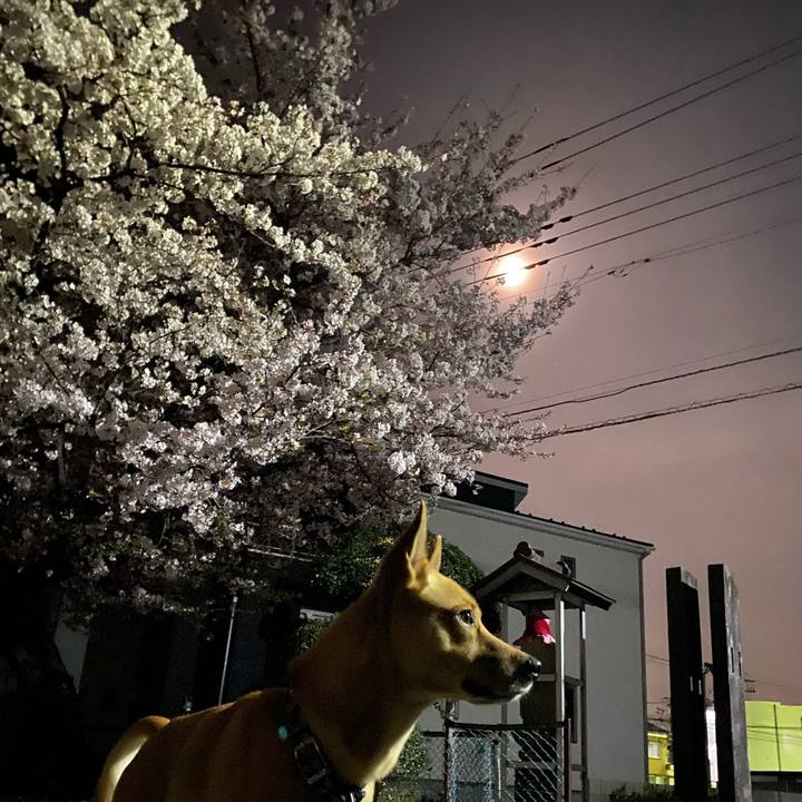 7756cb40 d205 441b a9b1 aca47a138922 1617023104533