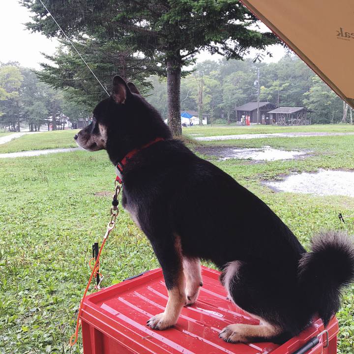 77572297 516c 4ba8 b709 2586b49346fa 1536418345513