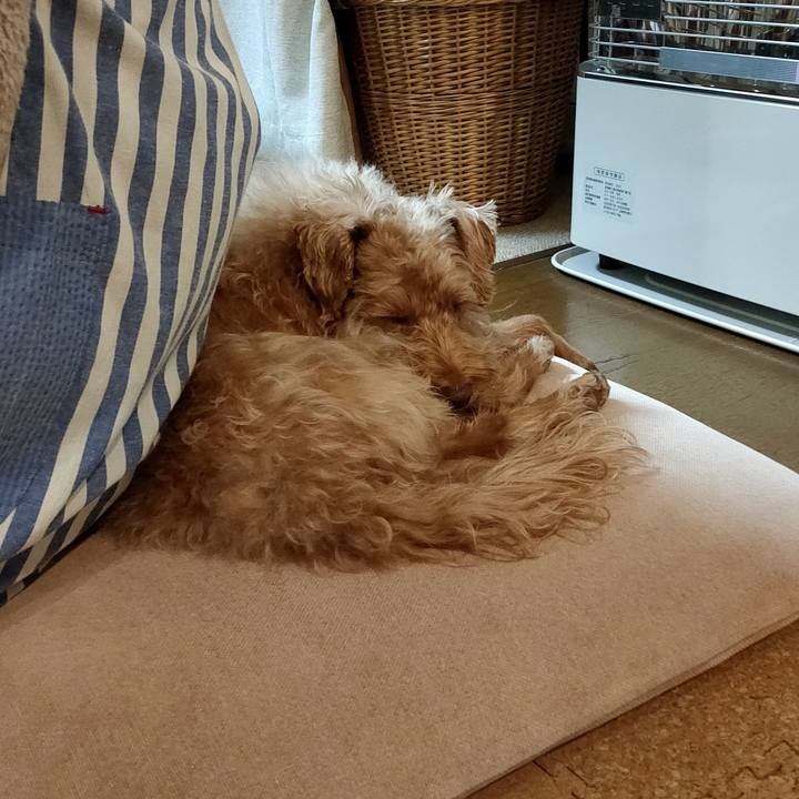 775bfbf7 6545 4029 a6c8 09e7b8909de3 1609230377354