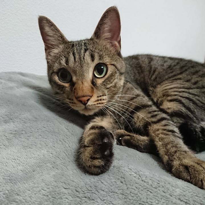 775c2a93 0591 4aa4 91b4 534bc92965fb 1539775229350