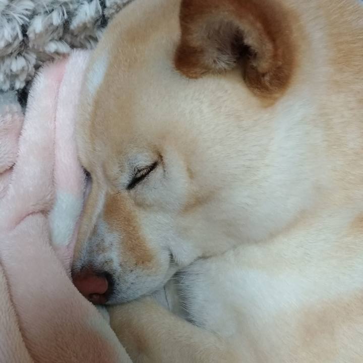 775e885e 8df1 4382 b4f3 503b828b7d1d 1587988605312