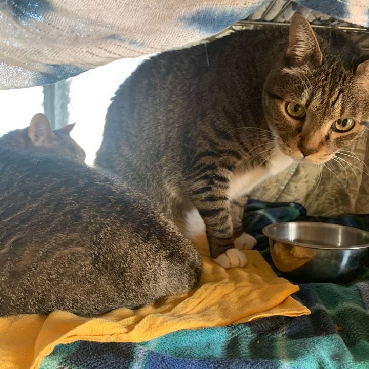 775fe6a2 96d2 4368 9b3d 32b28b862cfc 1617751134774