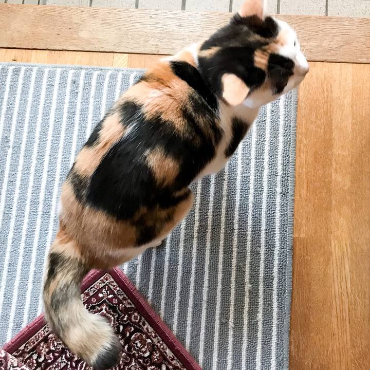 77645cb7 7bbe 4a31 944c 2b9d47192ba1 1512217484406