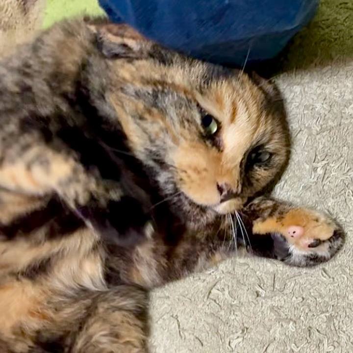 77654a8b 4b74 4964 9edc 19c67eea74f7 1750796963723