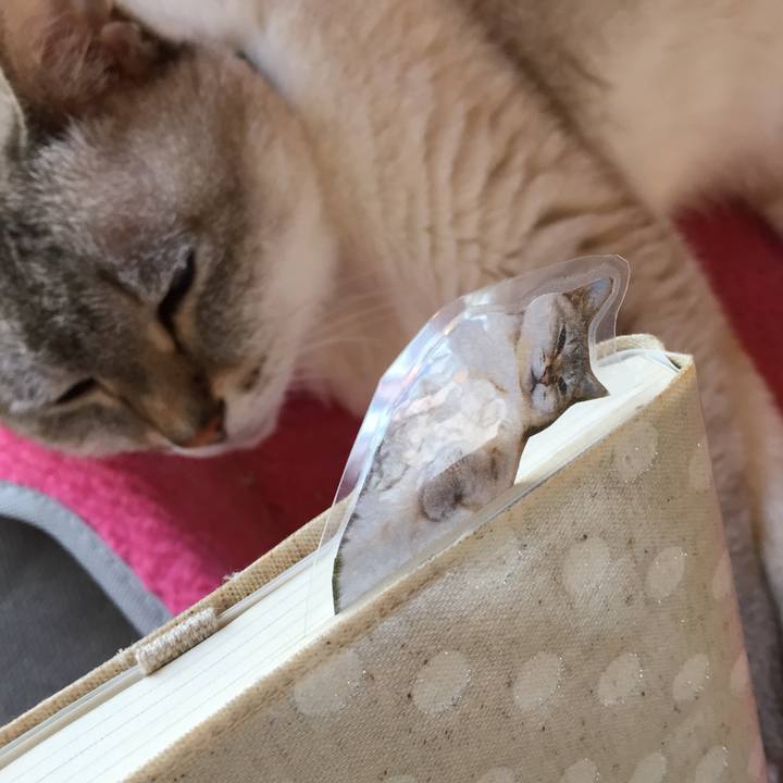 776b1c6c 7e0e 4a53 99f3 fb2898ef9fe5 1532500298964