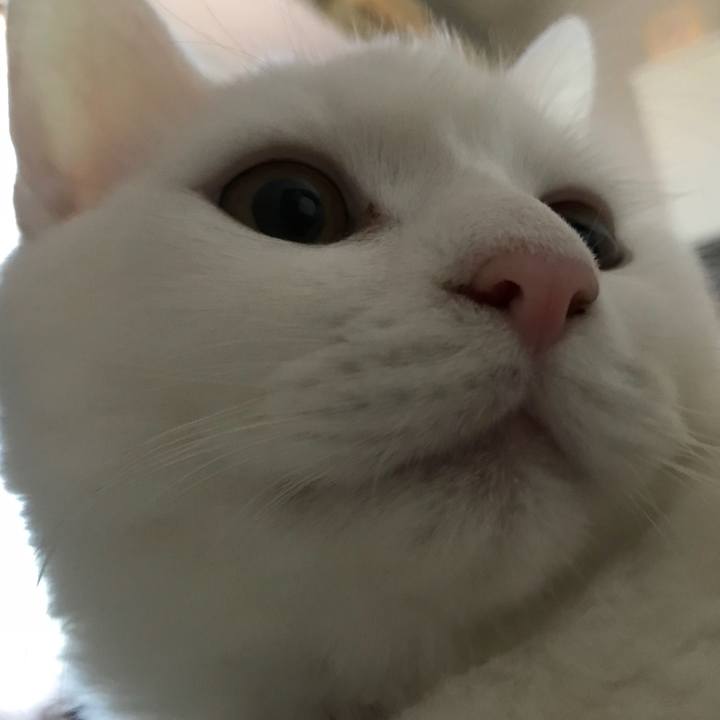 776b7b46 4783 4414 a9d0 ac8a81c0e7a4 1513991177576