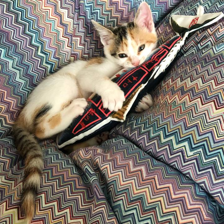 776c8ac3 b7da 4fba b49e 29e724520383 1563079621313