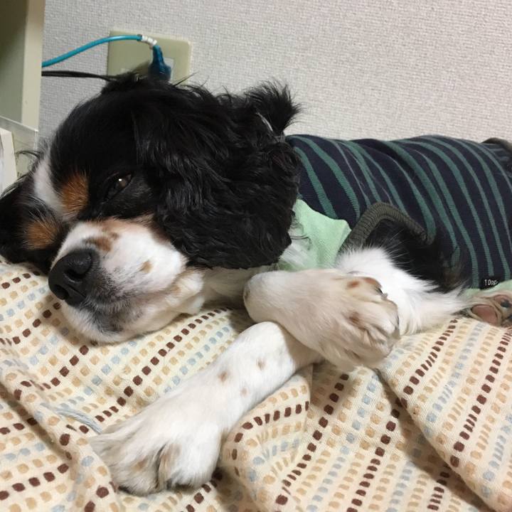 776dd0bb 4873 4eb2 9a51 ca08dea5c798 1510319800211