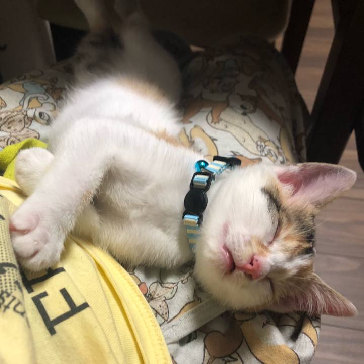 776eabcc 44fb 4e2a acbb 163b1cea6361 1562848011169