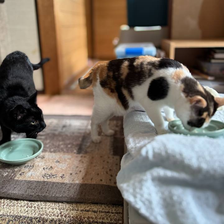 7770c557 117f 4862 8a6d 7e47dbf8e151 1687658494550