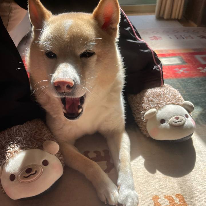 7771137d 9c40 4cf0 b6a0 432a46cbd3fa 1739825215204