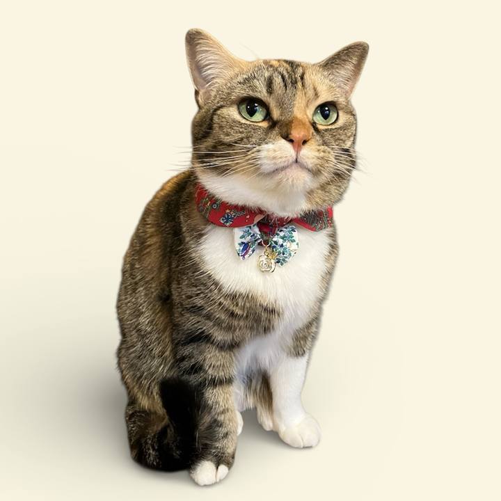 777a19b1 efbf 4214 a905 d43db162976b 1766546596531