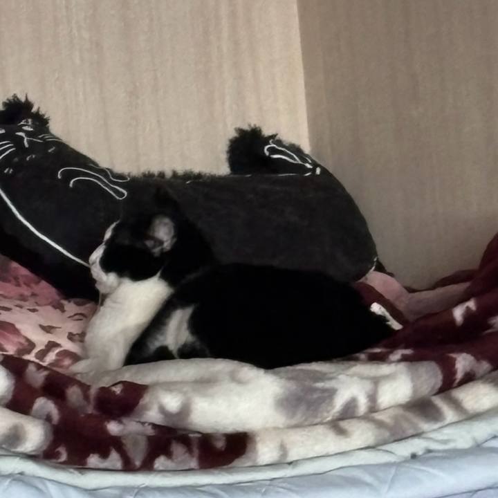 777a4b0d ef71 440a a78e ed611ef41f8d 1762308605131