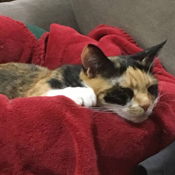 77816228 a337 4463 b470 e84d07f5b1ef 1523445356211